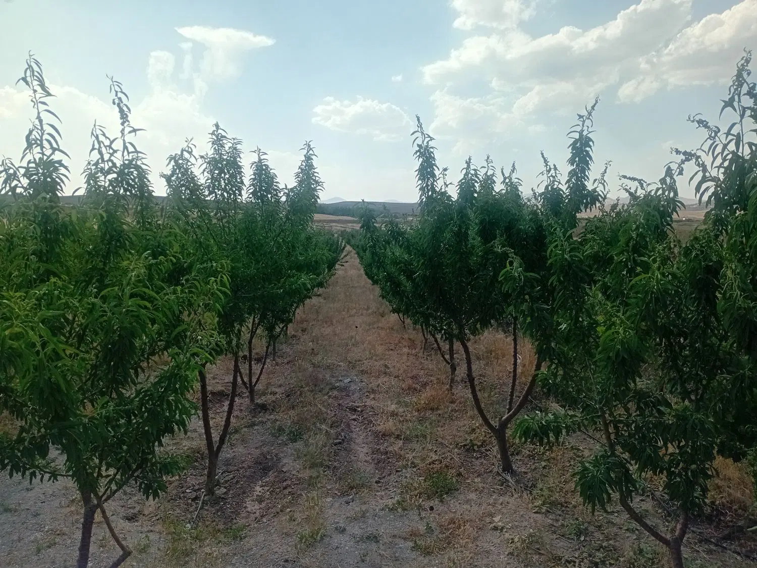 فروش زمین ۱۰۰۰ متری