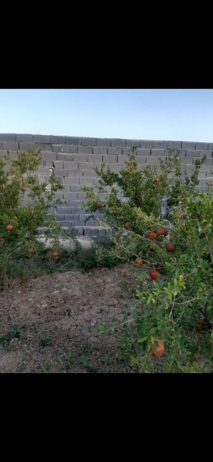 باغچه ۳۲۰متری چهار دیواری