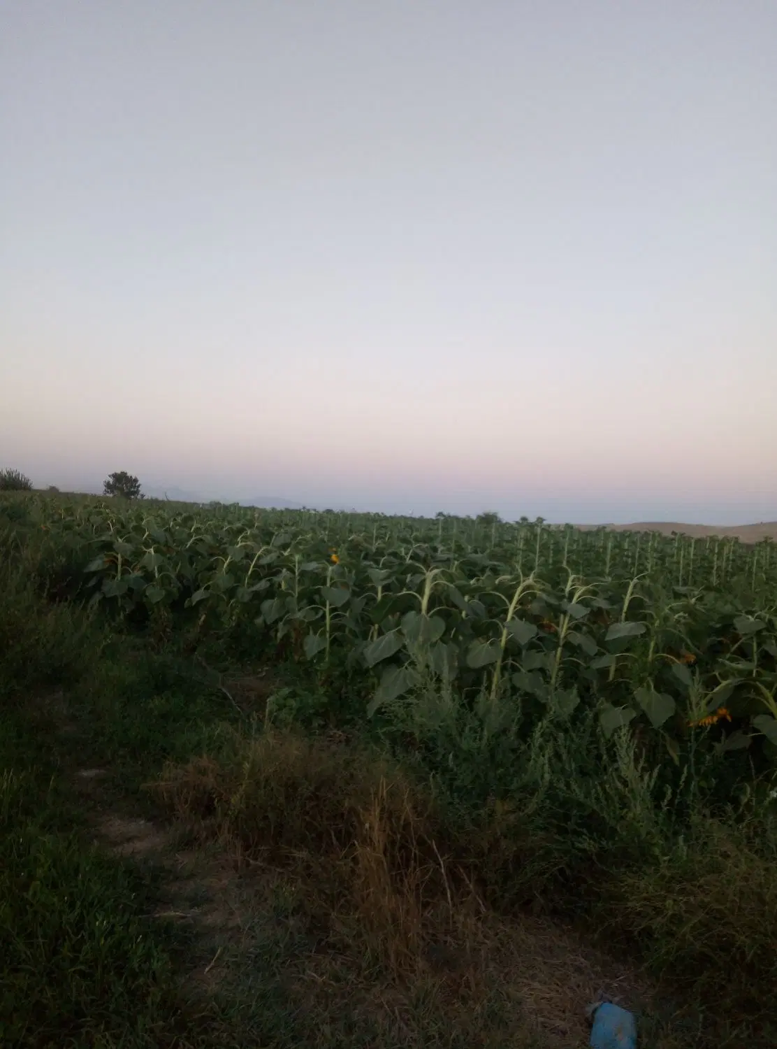 زمین زراعی
