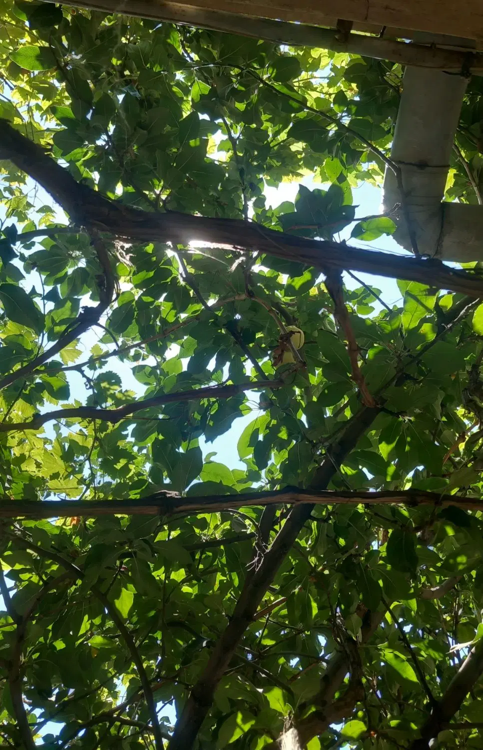 خانه ویلایی ۷۵ متری