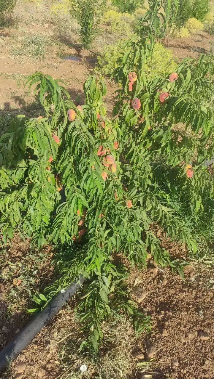 فروش باغ ویلا