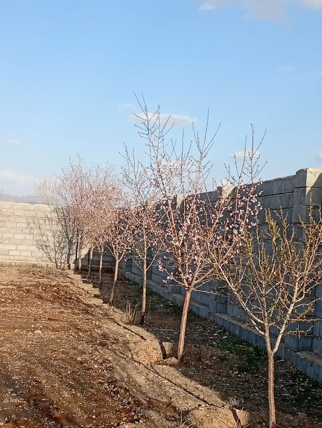 زمین فروشی اکبرآباد و خونه باغ اسطور