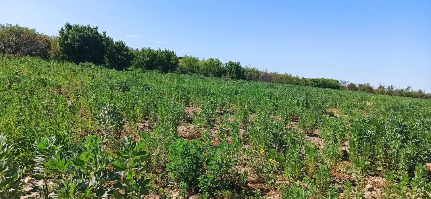 فروش زمین