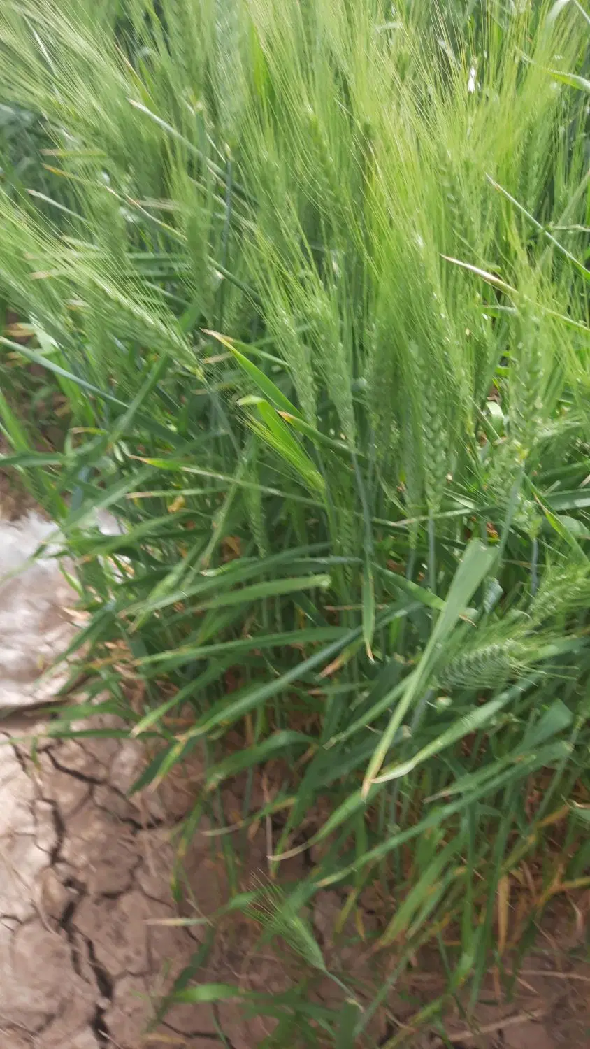 زمین نیمه ساز با دهنه ۱۰ در عسگریه