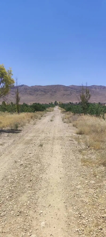 باغچه پسته 15 ساله ثمری