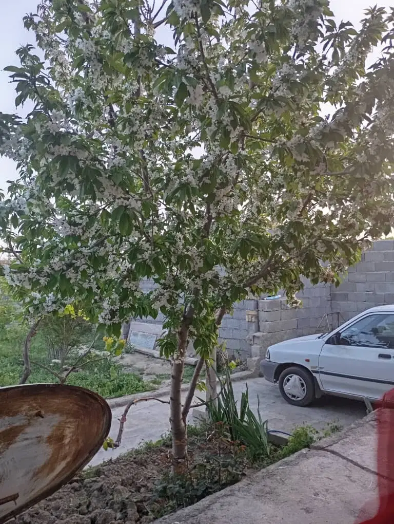 خانه روستایی