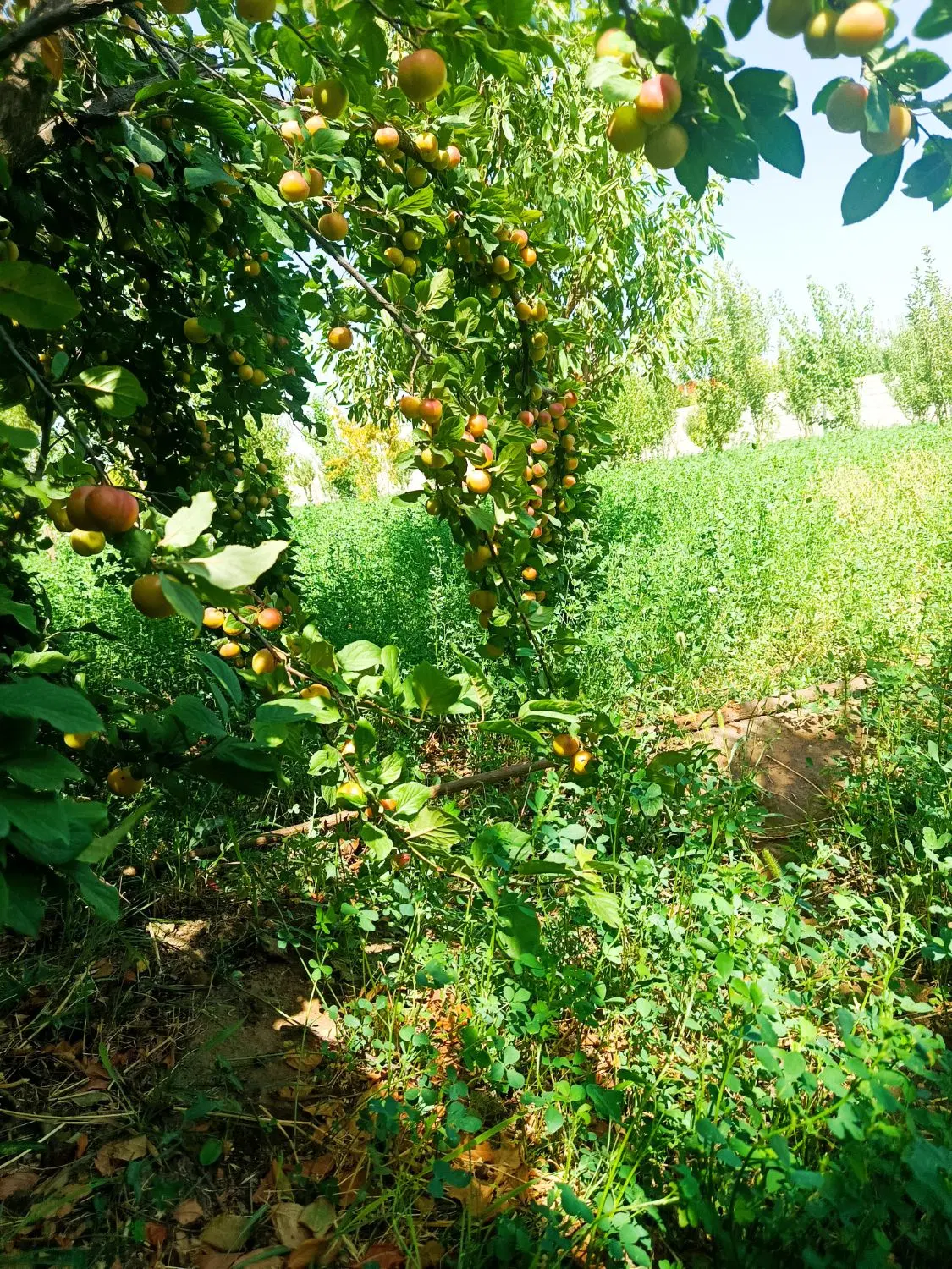 باغ نقلی ویلایی مسکونی