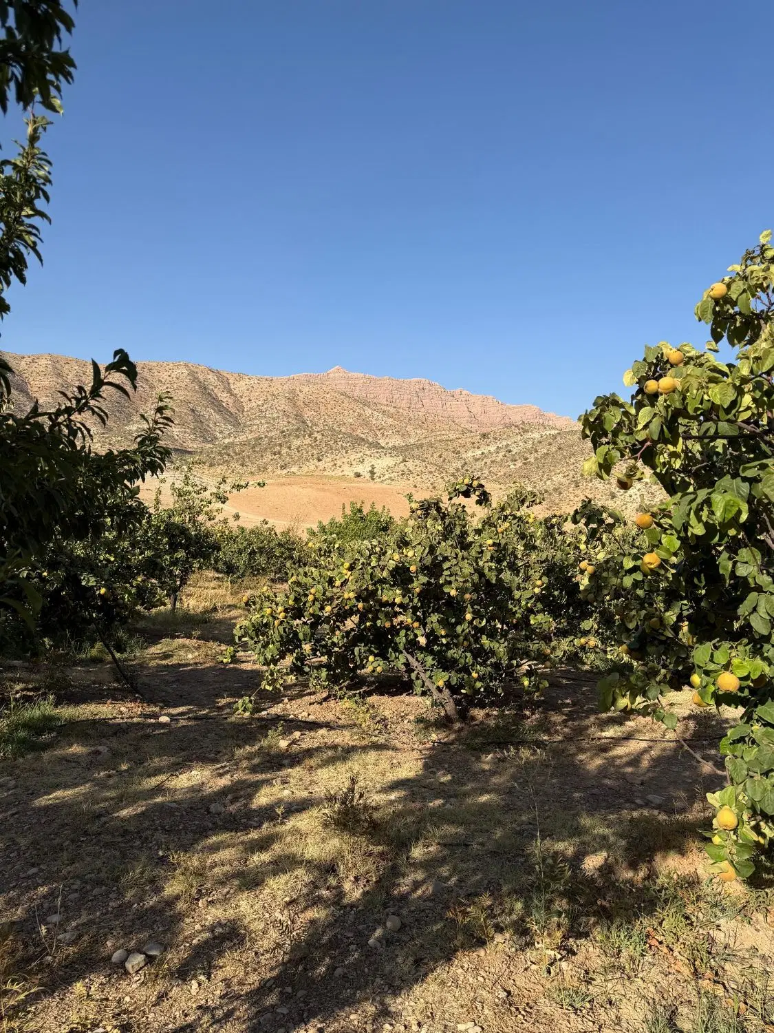 باغشهری ۱۰۰۰ متری پس کوهک