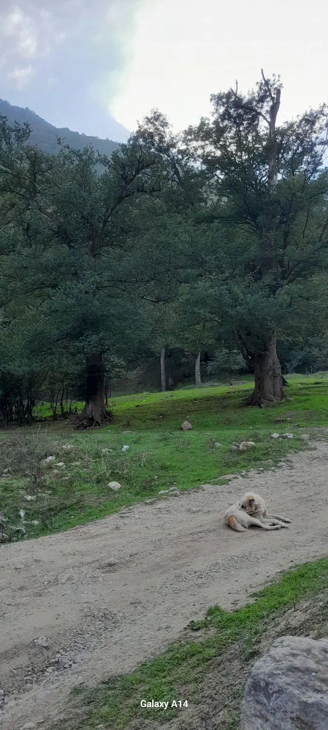 خانه کلنگی