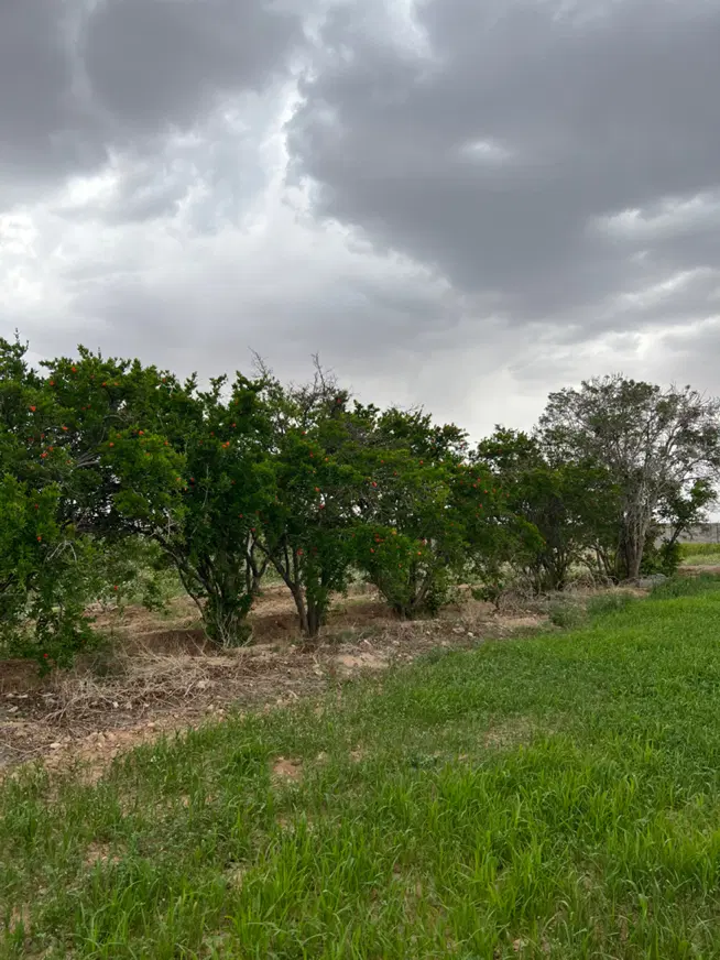 باغ ثمری پسته وانارمحصور