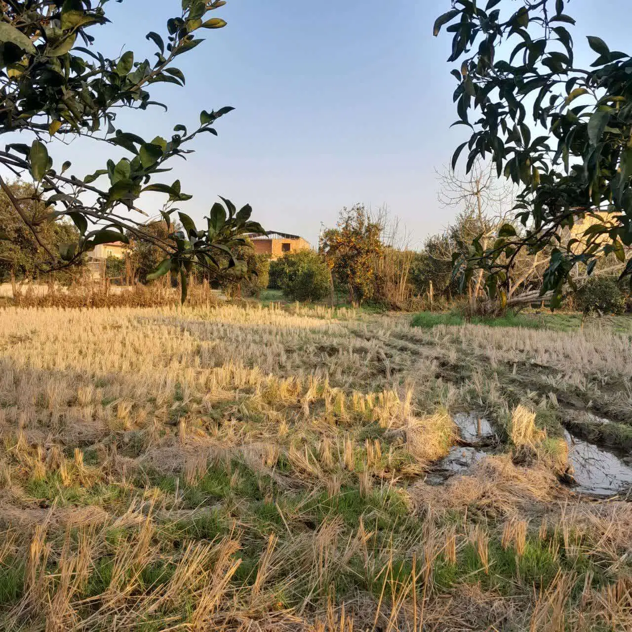 فروش زمین مسکونی باغی