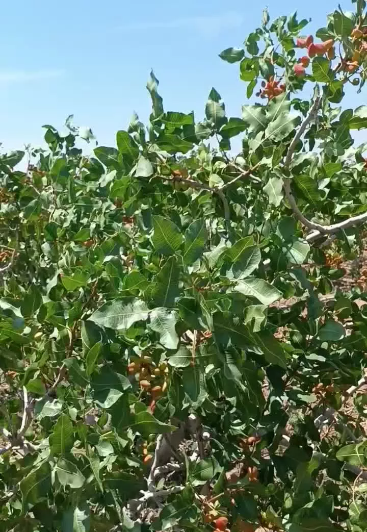 باغ پسته 1550میلیارد