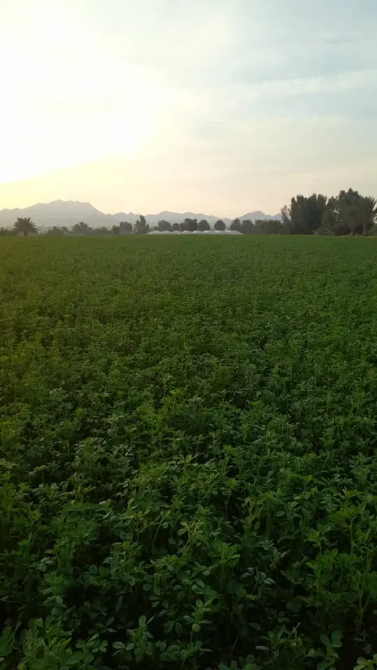 فروش زمین مسکونی