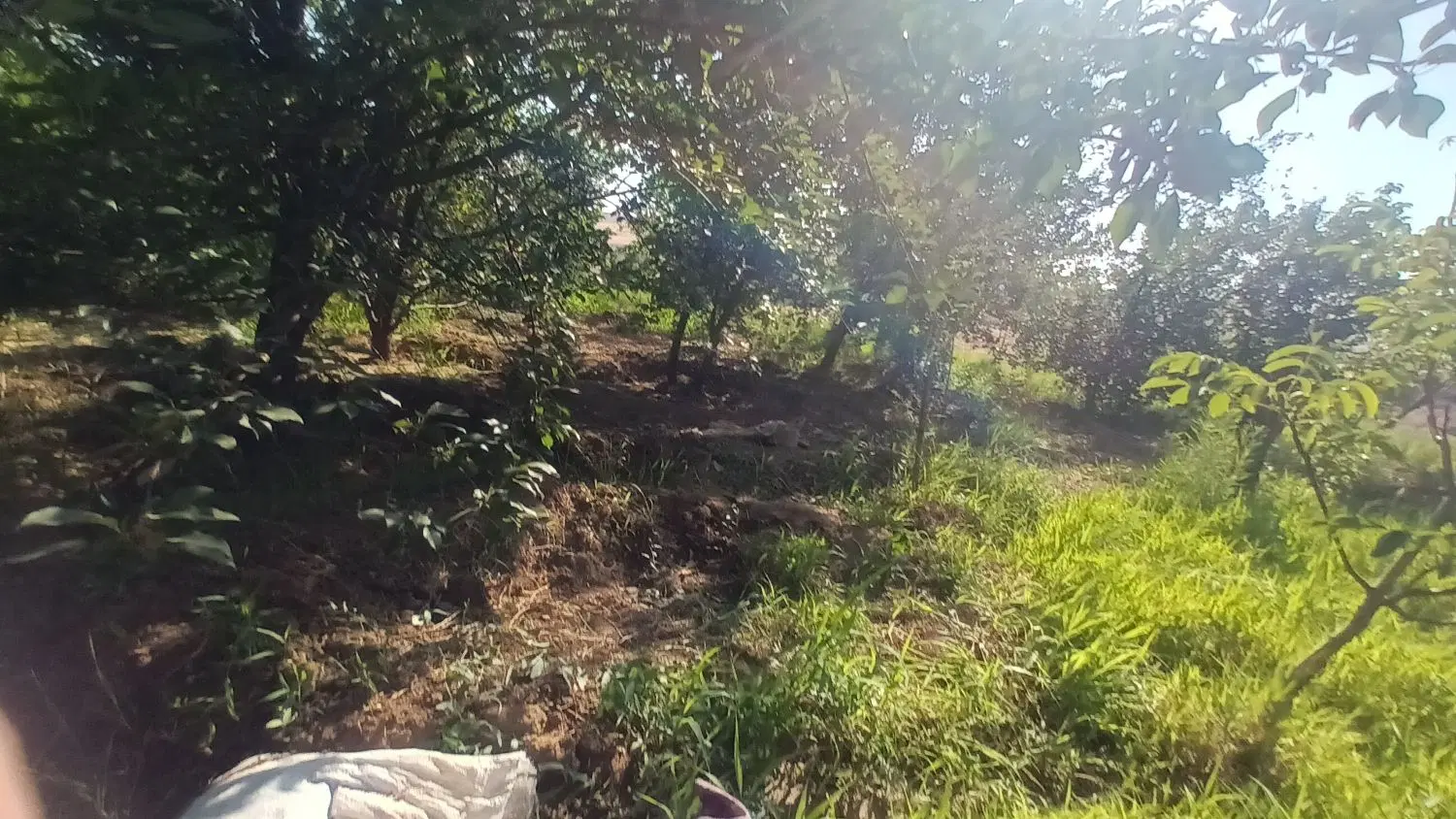 چند قطعه باغ واقع در روستای هیراب