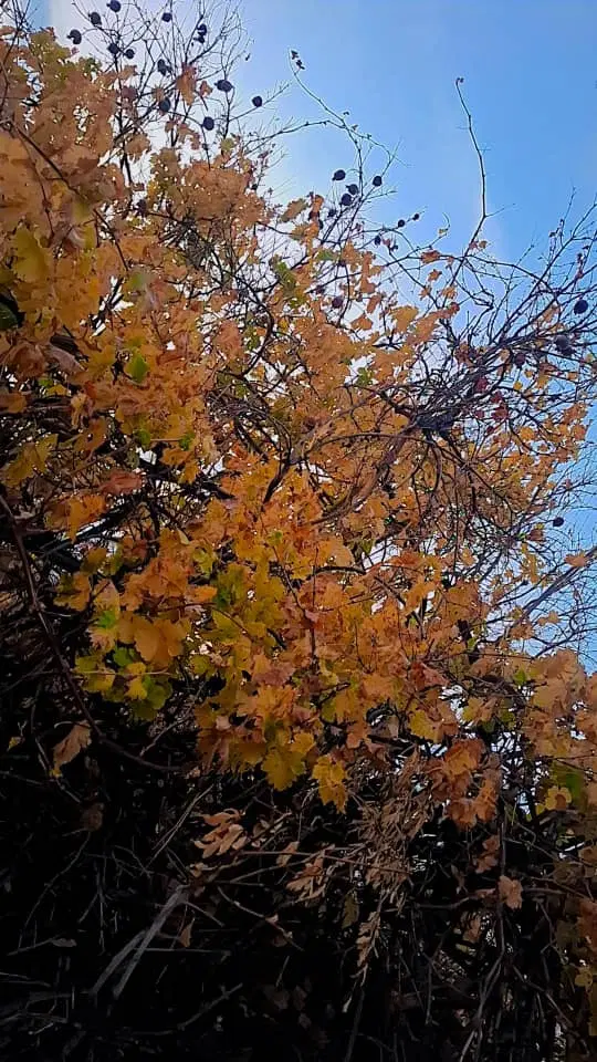 فروش زمین باغشهری