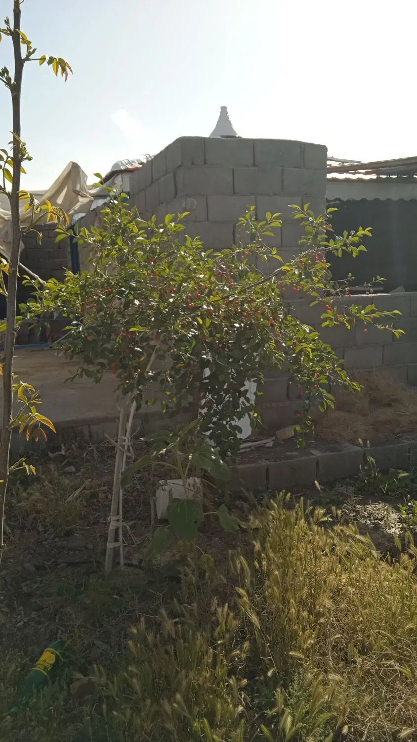 فروش ملک باغی