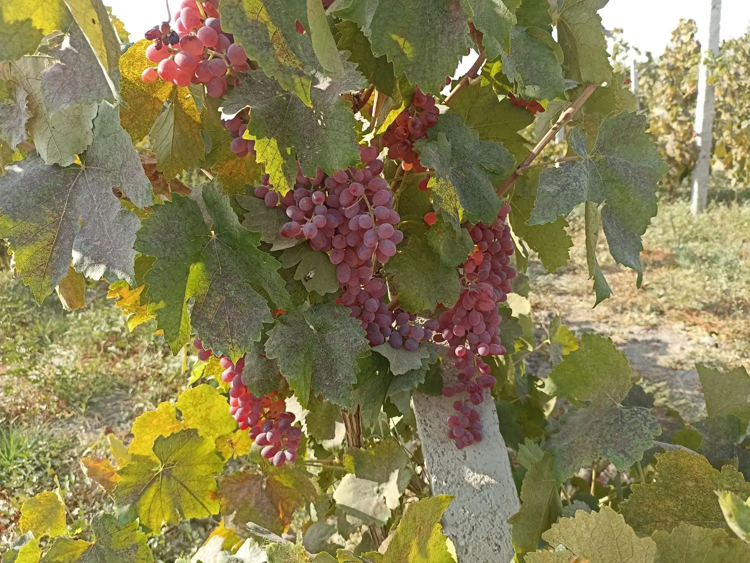 اجاره باغ انگور
