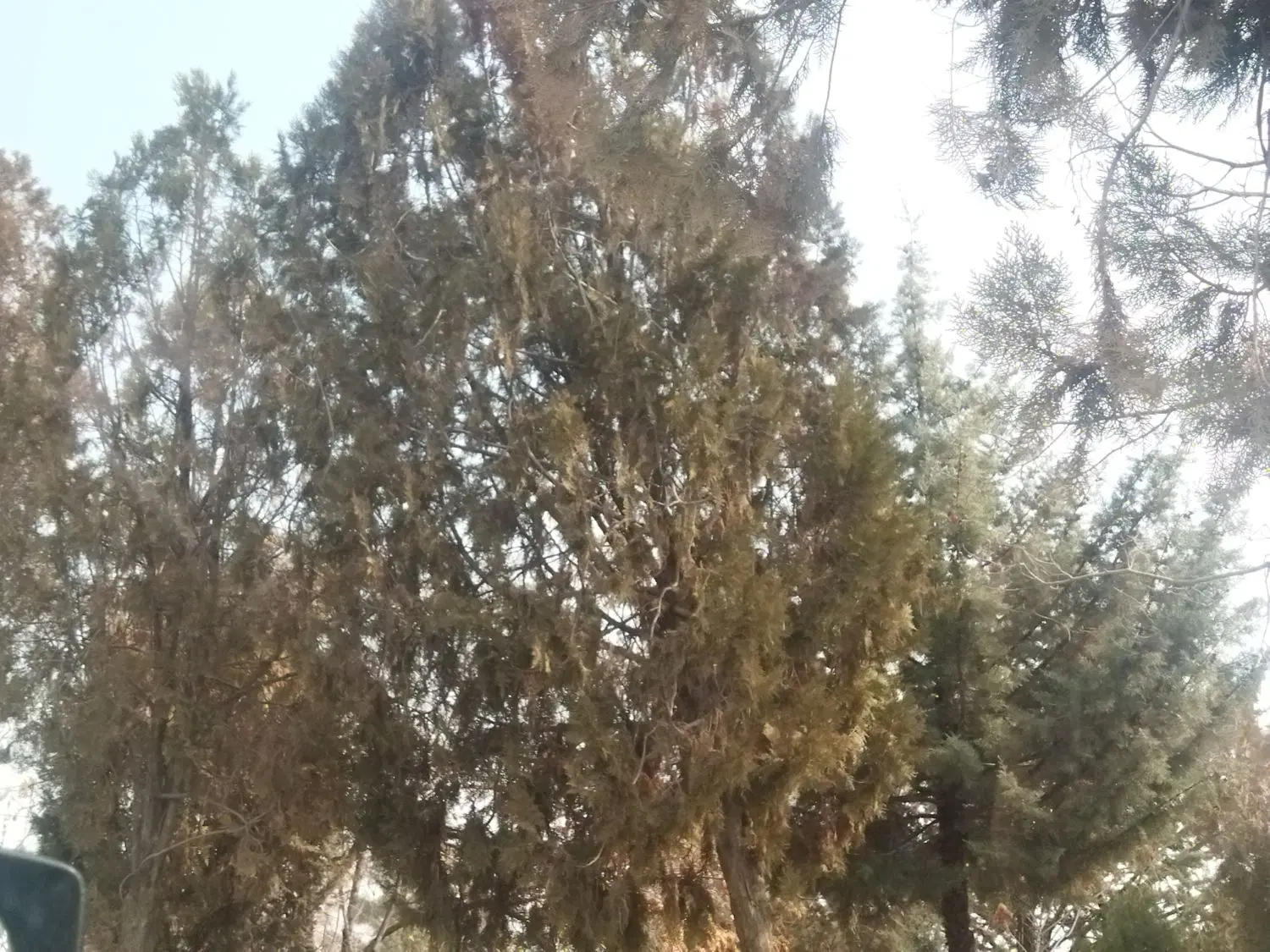باغ 25کیلومتری سنندج