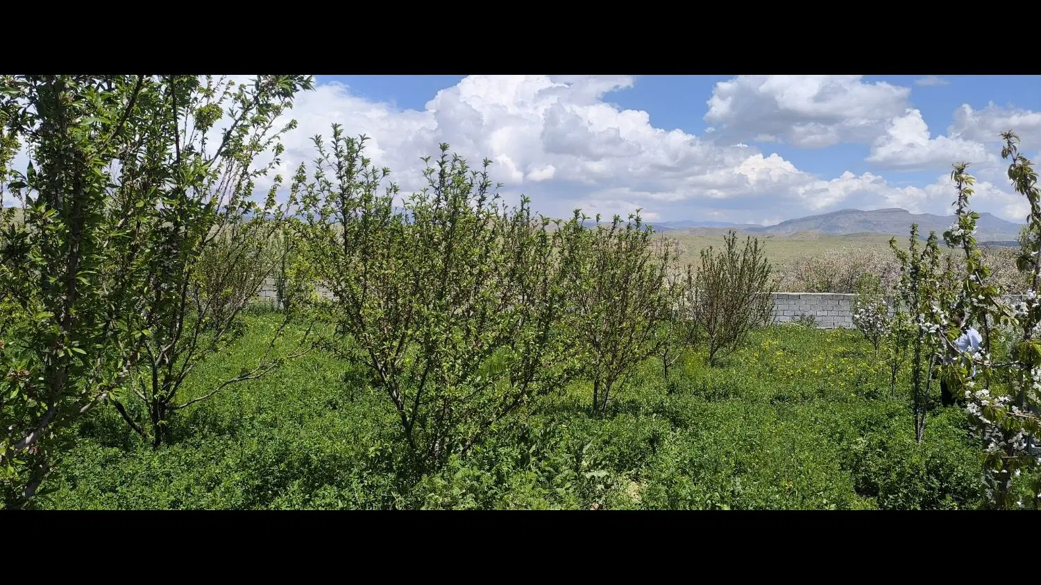 باغ در زین آباد