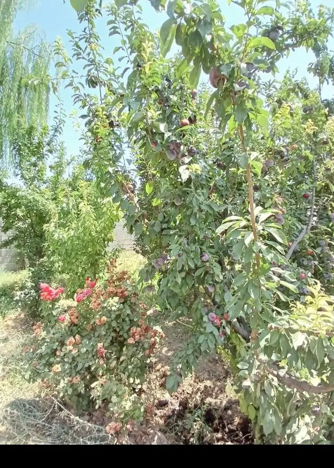 ۴۰۰متر_باغ چهاردیواری_برق شخصی_اسفهران