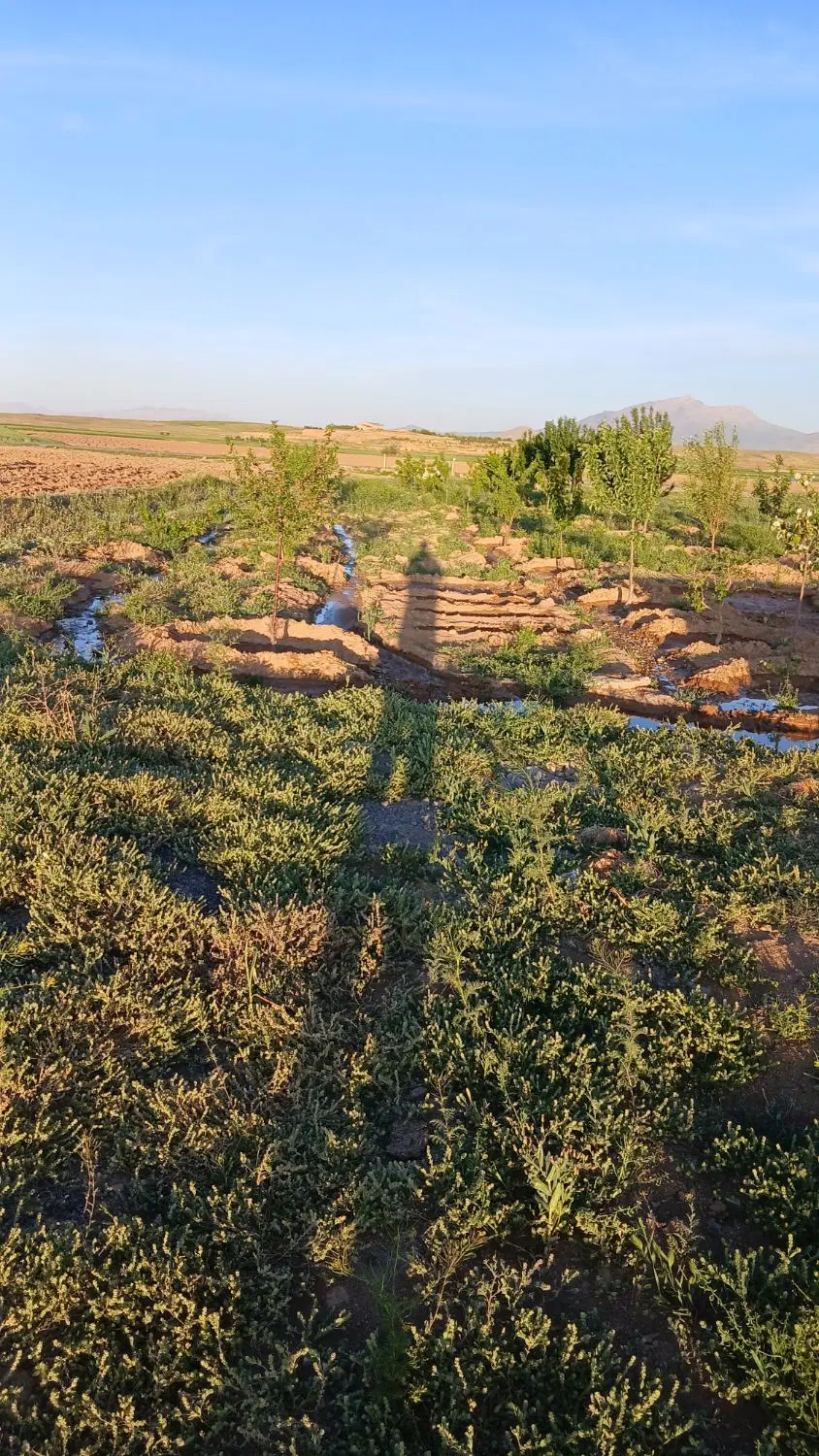 زمین باغی