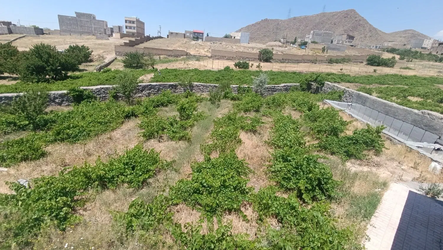 فروش باغ انگور در روستای پائینکوه