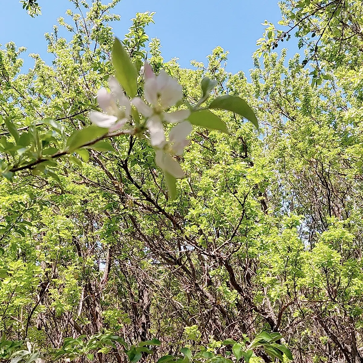 باغ چهاردیواری راشنان