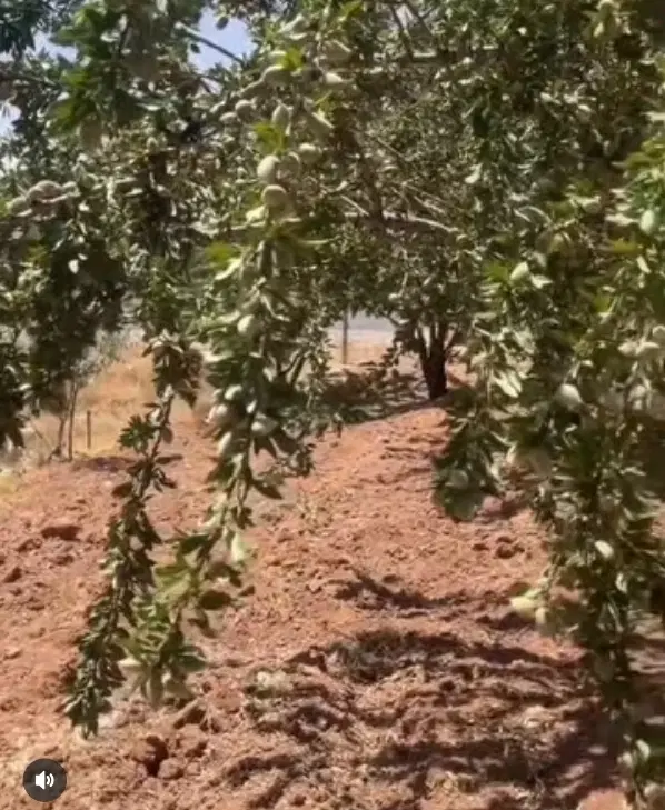 باغ محمد آباد قبل شوراب