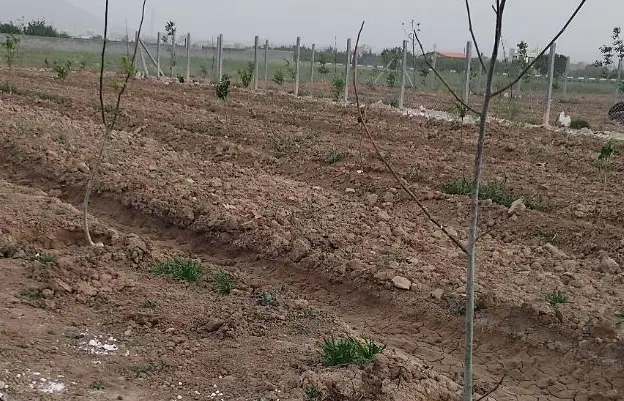 زمین باغی