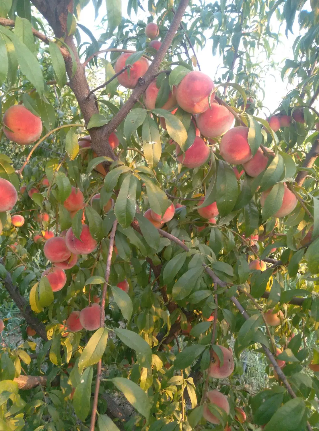 فروش باغچه ۵۲۵متری تجره سادات