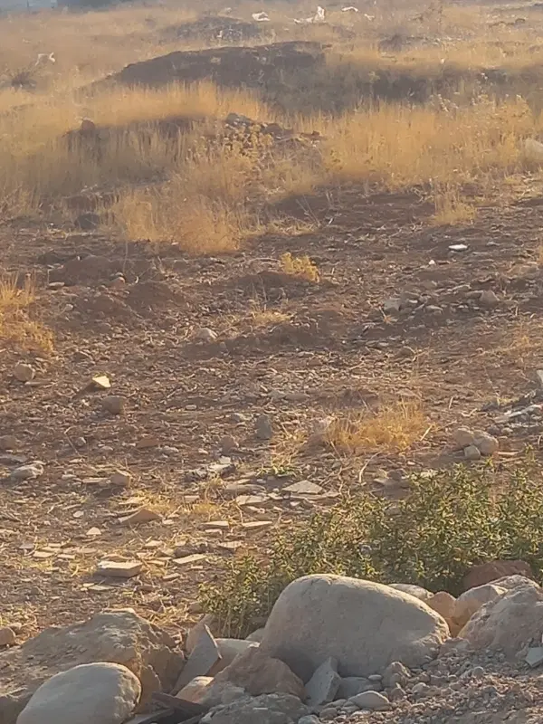 زمین
