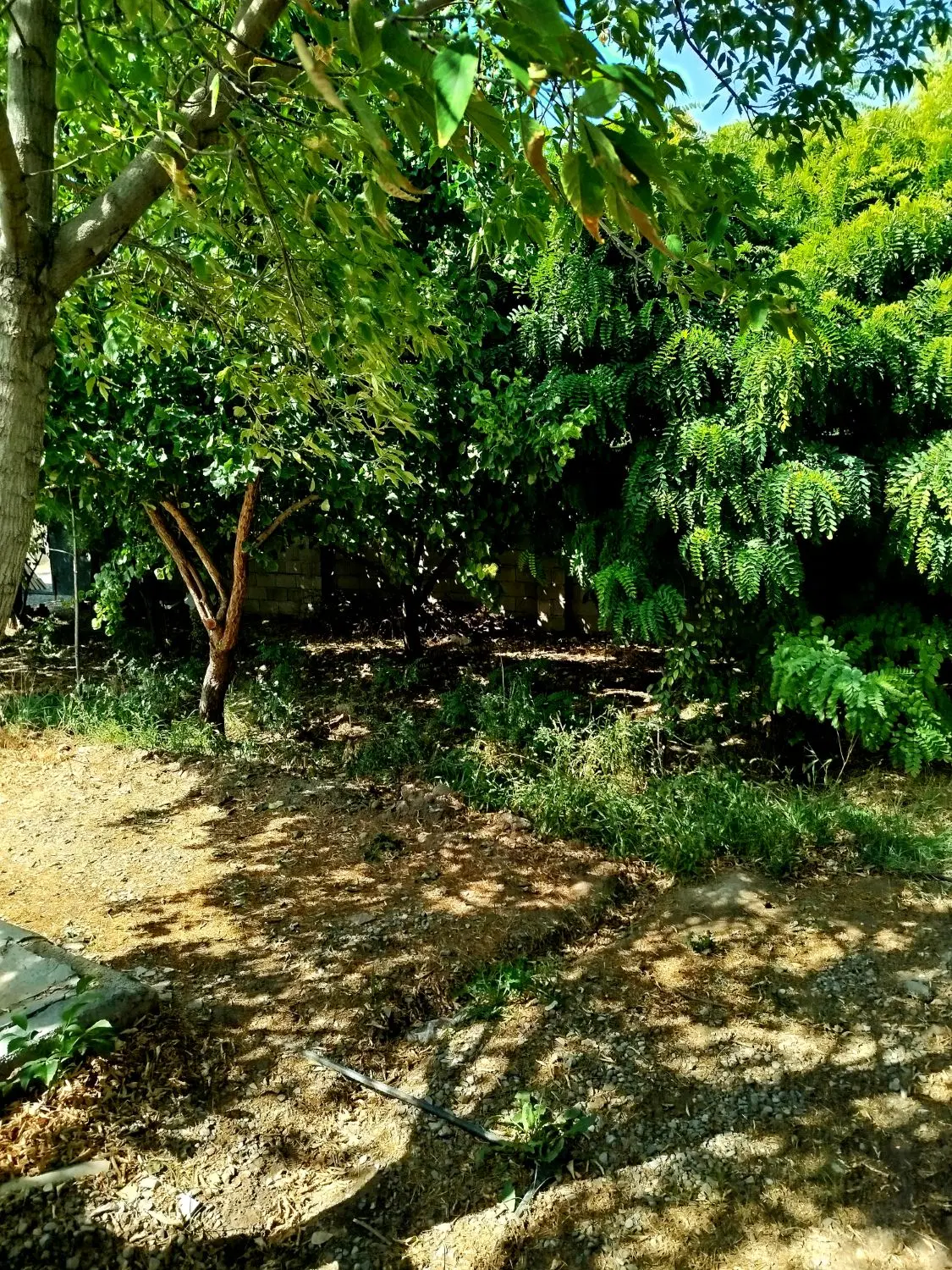 باغچه دنج