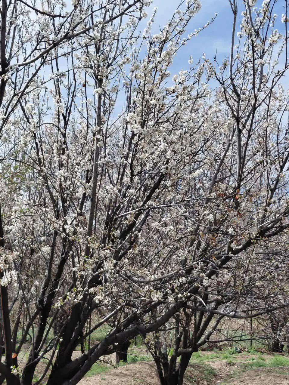 باغ و زمین فروشی و یا معاوضه در روستای دیزیجان