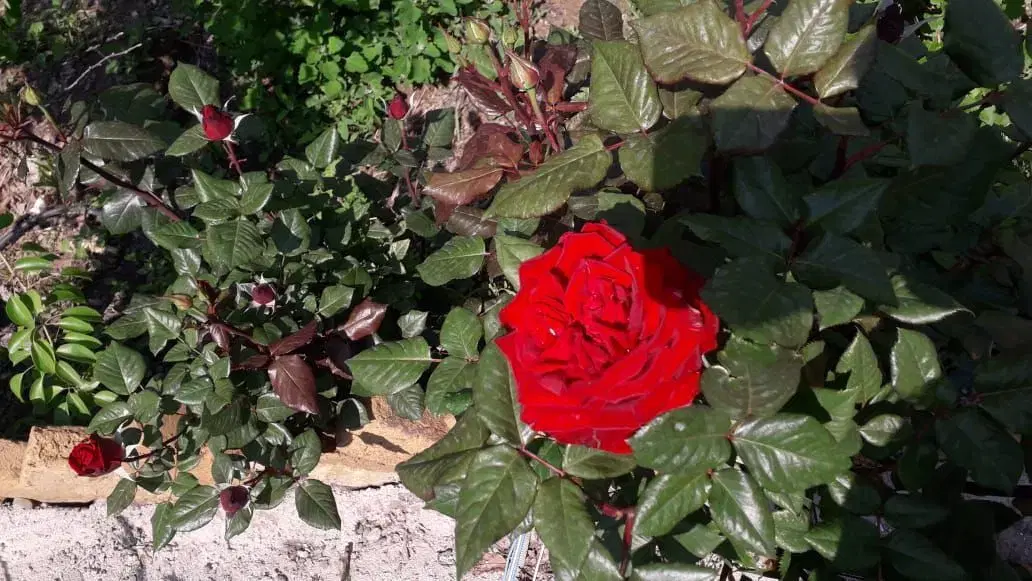 باغ ۸۶۰ مترکاربری مسکونی بر ۳۵ متری
