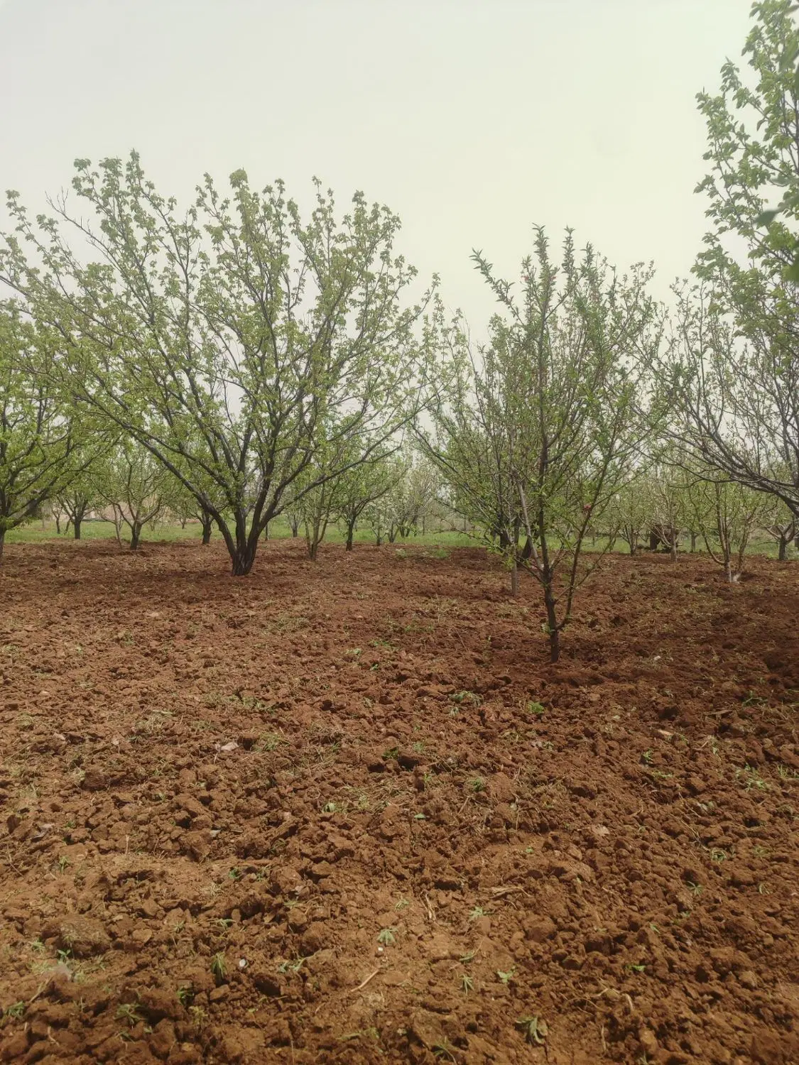 خانه باغ 1500 متری  دارای مجوز کامل
