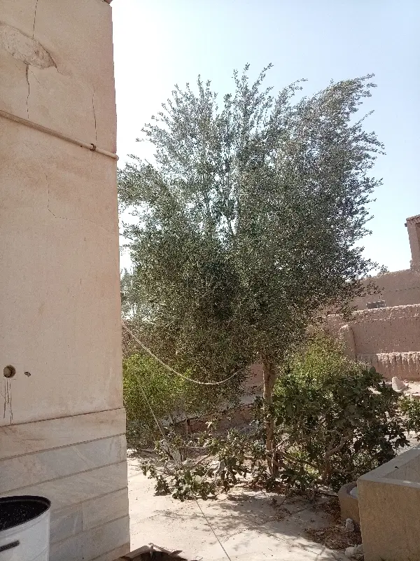 پسته زار