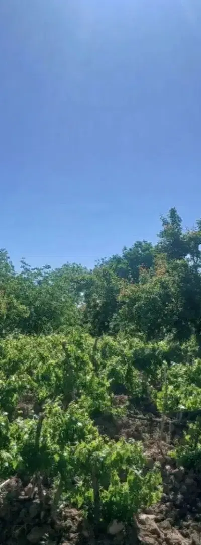 فروش باغ انگور