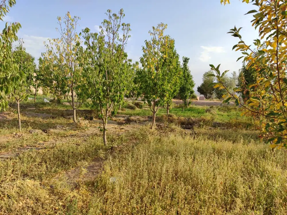 باغ انواع میوه واقع درشهرگلزار