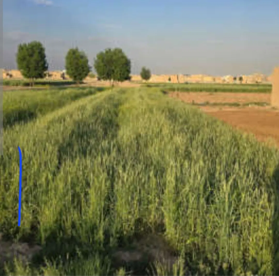 زمین مسکونی دارای نسق
