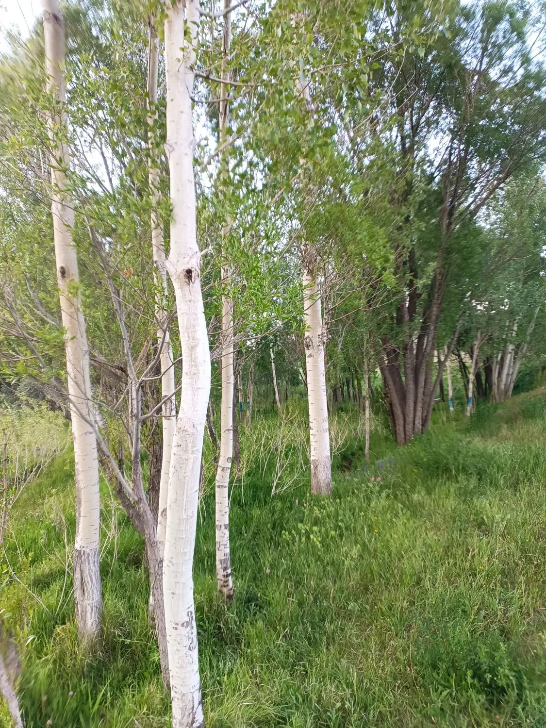 فروش زمین های باغی در کشک سرای مرند