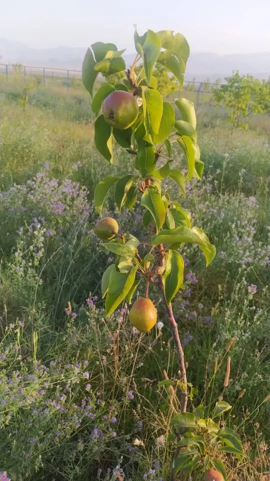 باغ کشاورزی