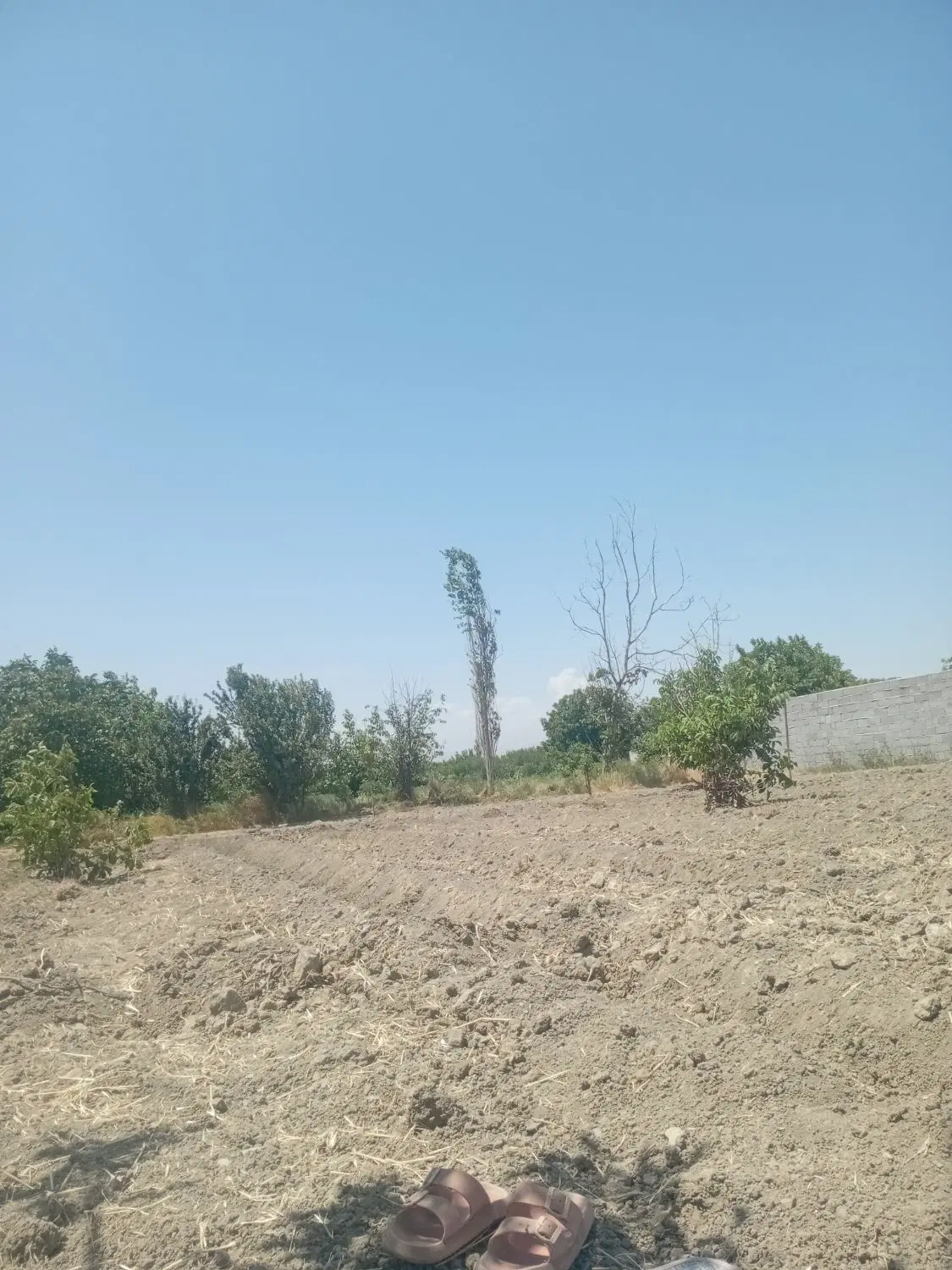 خیار لیخ میدم اجاره