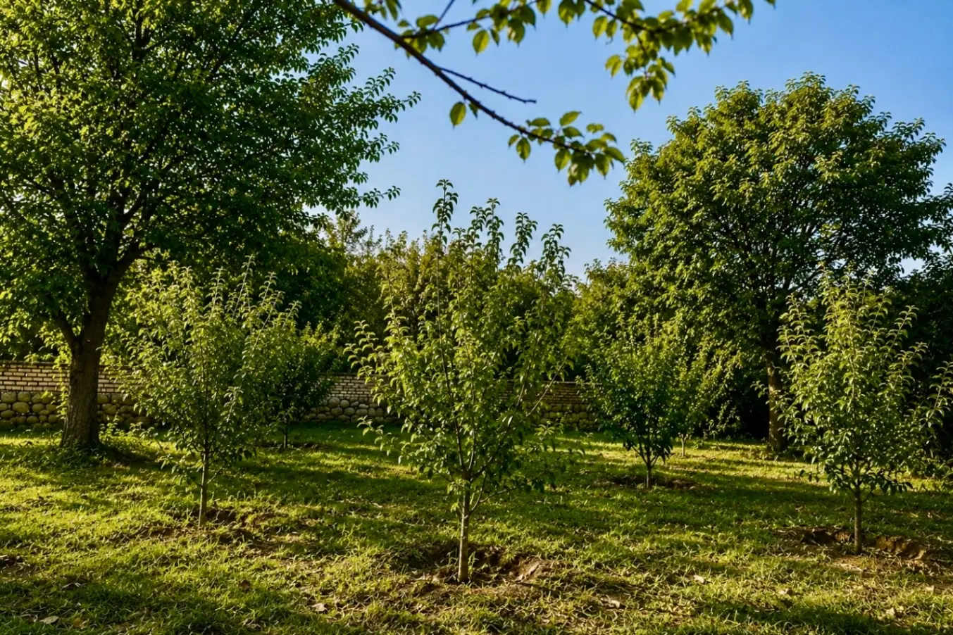 ۵۶۰ متر باغچه کردان آجین دوجین