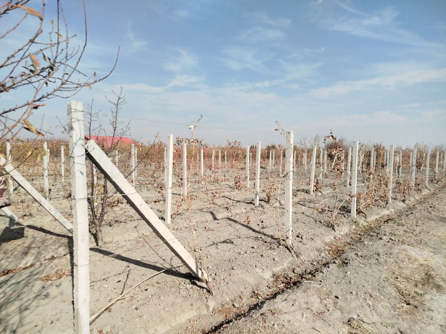 زمین باغ انگور به مساحت تقریبی 1050 متر