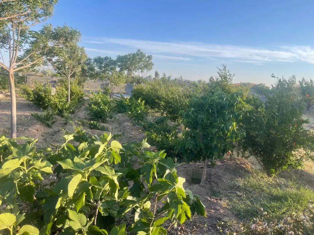 باغ فروشی در دلیجان