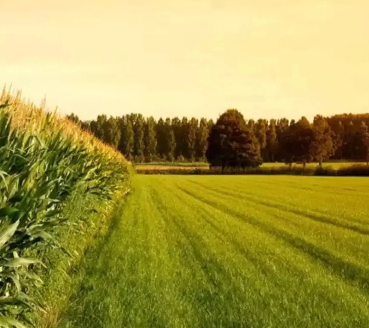 فروش زمین ۱۰۰۰ متری در بنیان علیا