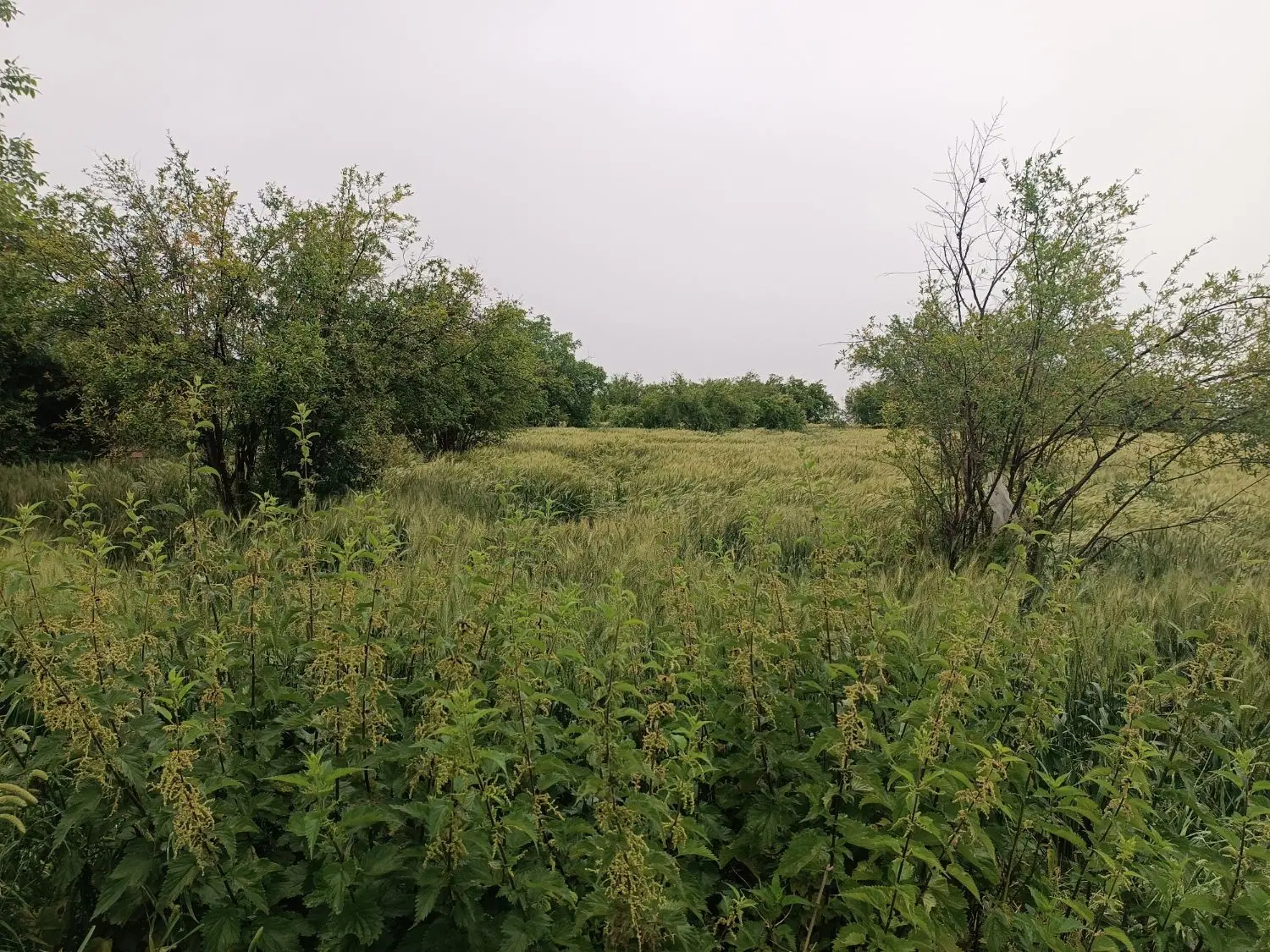 فروش زمین مناسب ویلا باغ در روستای سر سبز میاندره