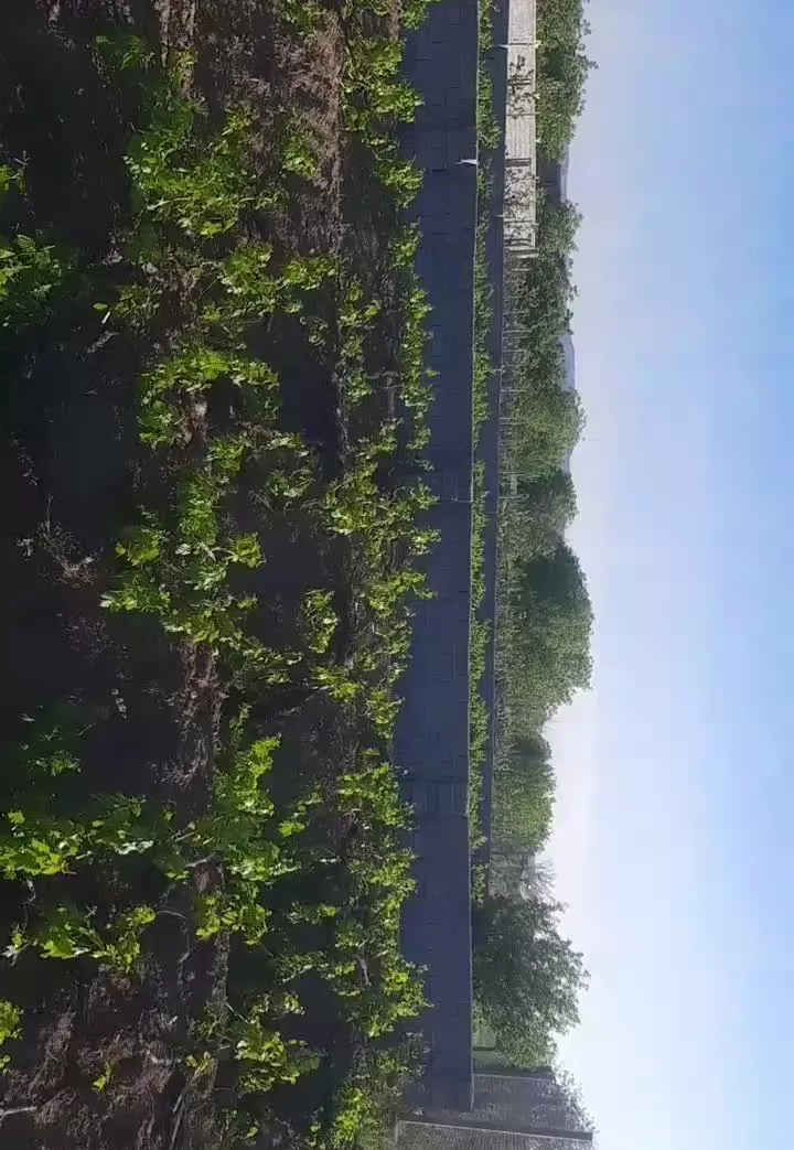 باغ ویلایی