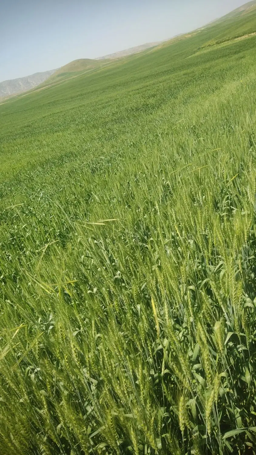 فروش زمین دو نبش خیابان باغچه بان