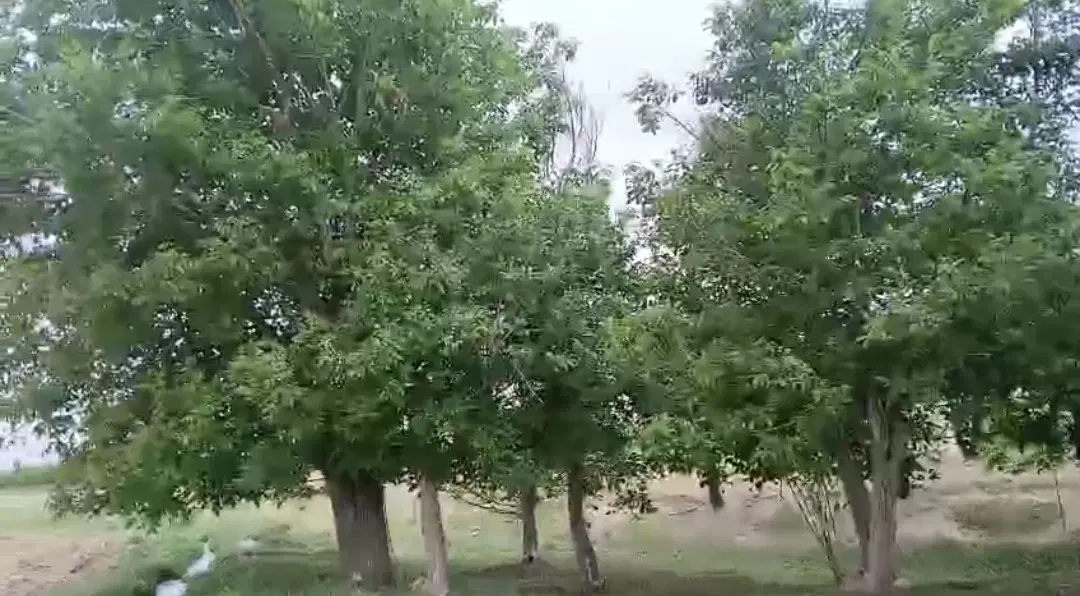 باغ فروشی زاغه سیمین
